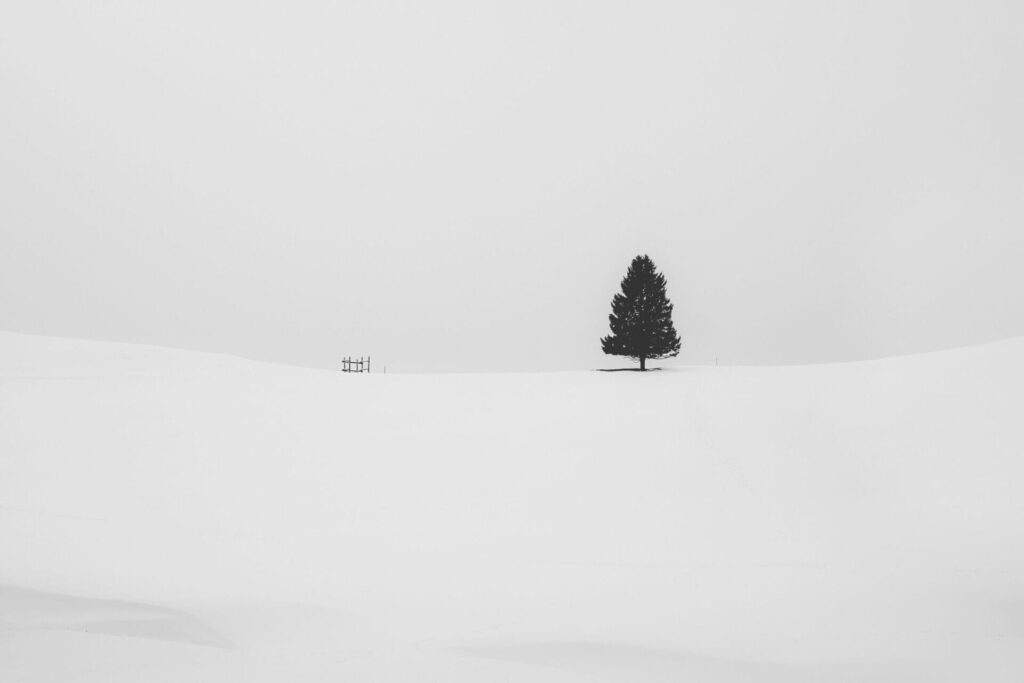 Un albero solitario si erge su un paesaggio innevato sotto un cielo coperto, come un'icona distintiva posizionata meticolosamente da un'agenzia web per una visibilità ottimale.